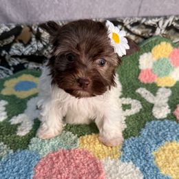 Beatrice Biro - Chocolate, tan and white female Yorkshire Terrier puppy in California from Yorkie & Maltese Royalty