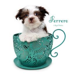 Ferrero - Brown male Mi-Ki puppy in Elizabeth, Colorado from Royal T Mi-Kis