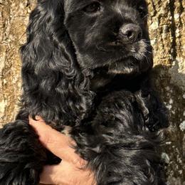 Cocker Spaniel Puppies from Anastasia Knight's Cocker Spaniels