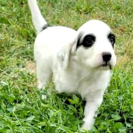 English Setter Puppies from English Setters of the Eyrie