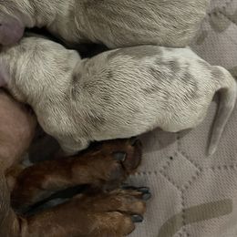 Dapple - Dapple male Dachshund puppy in Bremen, Georgia from Jones Royal Kennels