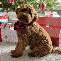 Bernedoodle and Goldendoodle All Grown Up from Kimberlee’s Kennels