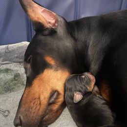 Doberman Pinscher Puppies from Devoted Doberman