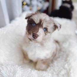 Ravioli - Merle male Pomsky puppy in Cleveland, Ohio from Lake Point Pomskies
