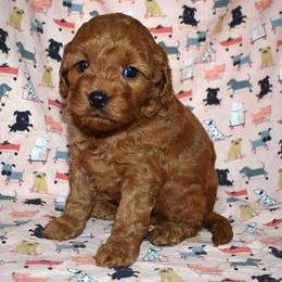 Pearl - Red  female Goldendoodle puppy in Jasper, Indiana from Hilltop Pups LLC