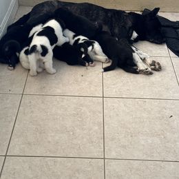 Akita Puppies from Gloe Akita's