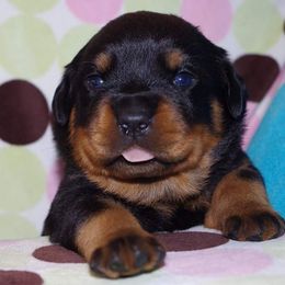 Rottweiler Puppies from Ostenberg Rottweilers LLC