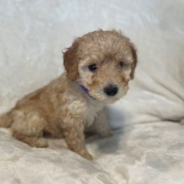 Sandy - Apricot female Poodle puppy in Auburn, Georgia from Southern Poodles