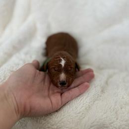 Plum - Red  male Goldendoodle puppy in Independence, Oregon from Ankeny Doodles