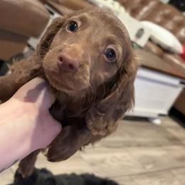 Chocolate longhair - Chocolate male Dachshund puppy in Runge, Texas from Broken Diamond J Farms