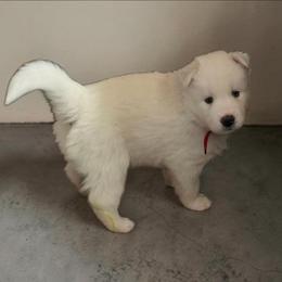 Joker (Red BOY) - White male Siberian Husky puppy in Quincy, Illinois from Boden Breeding