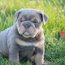 Romeo - Lilac tri-color male Bulldog puppy in Zionsville, Indiana from Midwest Bulldogs