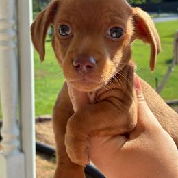 Jr. - Red male Dachshund puppy in Bruceton, Tennessee from Dachshund Dreams (miniature)