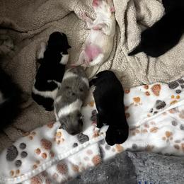 Pomeranian Puppies from Bella's Babies