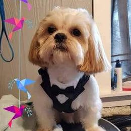 JC - Shih Tzu