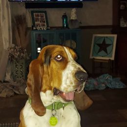 Dude - Basset Hound