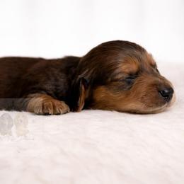 Heath - Red male Dachshund puppy in Goodyear, Arizona from D&C Royal Dachshunds LLC