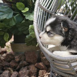 Pomsky Puppies from Arctic Star Pomskies