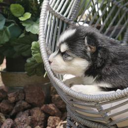 Pomsky Puppies from Arctic Star Pomskies