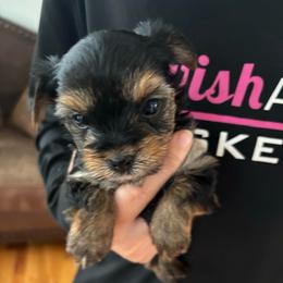 Honeybun - Black and tan female Yorkshire Terrier puppy in Georgia from Diddly Dog Company