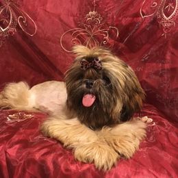 Princess - Shih Tzu