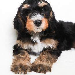 Lucy - Tri-color female Bernedoodle puppy in Star, Idaho from Rosie’s Tribe
