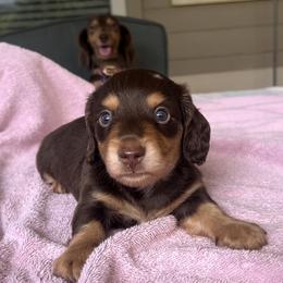 Dachshund Puppies from Meldox