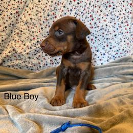 Blue Boy - Red and rust male Doberman Pinscher puppy in Knox, Indiana from Double River Dobermans