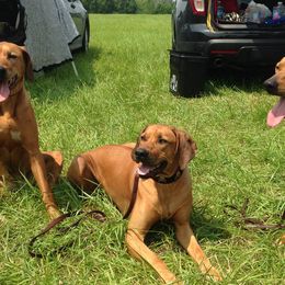Rhodesian Ridgebacks from Sabig Hounds