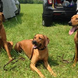 Rhodesian Ridgebacks from Sabig Hounds