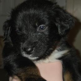 Coco - Black tri-color female Australian Shepherd puppy in Washington from Arbor hill Australian Shepherds