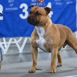 Staffordshire Bull Terriers from Shasta Staffords and Dobermans