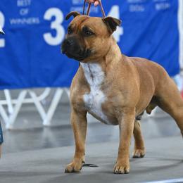 Staffordshire Bull Terriers from Shasta Staffords and Dobermans