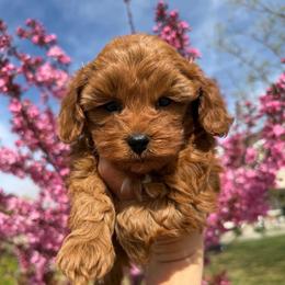 Deep red girl - Red  female Goldendoodle puppy in Minersville, Utah from Legend Pups