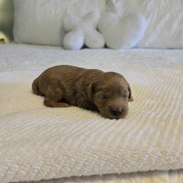 Tracker - Red male Cavapoo puppy in Floyd, Virginia from Hearts and Paws Poodles and Doodles