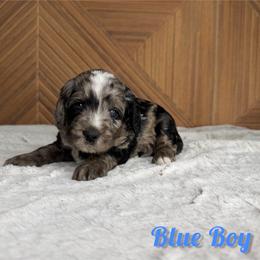 Blue Boy - Blue merle male Bernedoodle puppy in Modesto, California from Two Doods Doodles