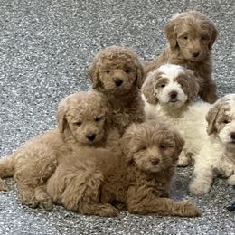 Rudy - Apricot male Goldendoodle puppy in Ankeny, Iowa from Iowadoodles2love