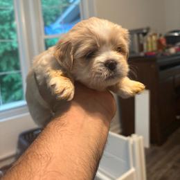 Light Blue - Golden female Lhasa Apso puppy in Port Royal, Virginia from Hearth and Hound Family Farms
