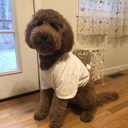 Gyp - Goldendoodle