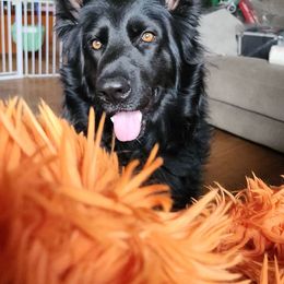 Leelou - German Shepherd