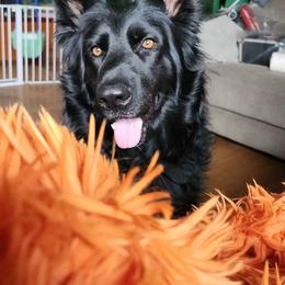 Leelou - German Shepherd