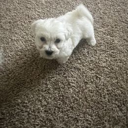Bichon Frise Puppies from Tammy's Bichon Frise