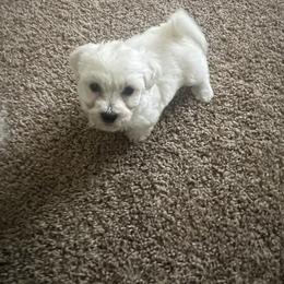 Bichon Frise Puppies from Tammy's Bichon Frise