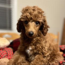 Tink / Tinker - Poodle