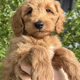 Bernedoodle, Cavapoo, and Goldendoodle Puppies from Adored Poodle & Doodles