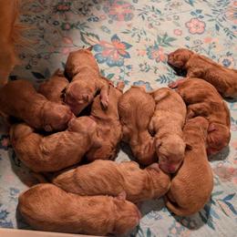 Boy 5 - Dark golden male Golden Retriever puppy in Rockaway Beach, Oregon from Beach Town Bullies/Sky High Golden Retrievers