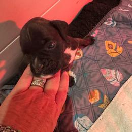 Miss Coral - Brindle female Boxer puppy in Searcy, Arkansas from St. John’s Boxer Butts