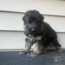 Male 3 - Black and red male German Shepherd puppy in Salem, South Carolina from Von Maqqedah Haus German Shepherds