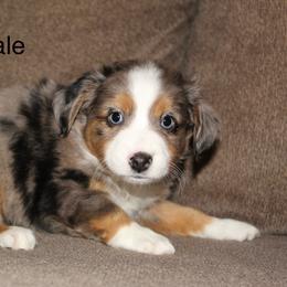 Blue Merle male 2 - Blue merle male Miniature Australian Shepherd puppy in Redding, California from Lavish Luxuries Mini and Toy Australian Shepherds
