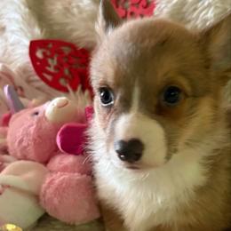 Girl 7 - Sable female Pembroke Welsh Corgi puppy in Tucson, Arizona from Sierrita Mountain Corgis